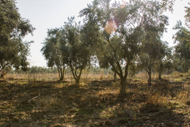 Olive Harvest Day In The Field