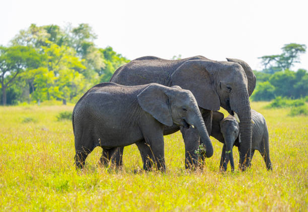 istock African elephants in the Serengeti 2165140651