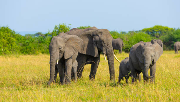 istock African elephant herd in the Serengeti 2165140671