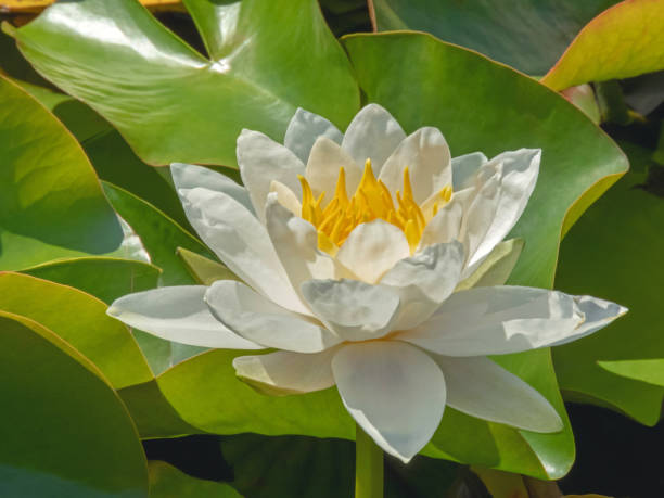 istock White water lily or nymphaea flower close-up. 2165140680