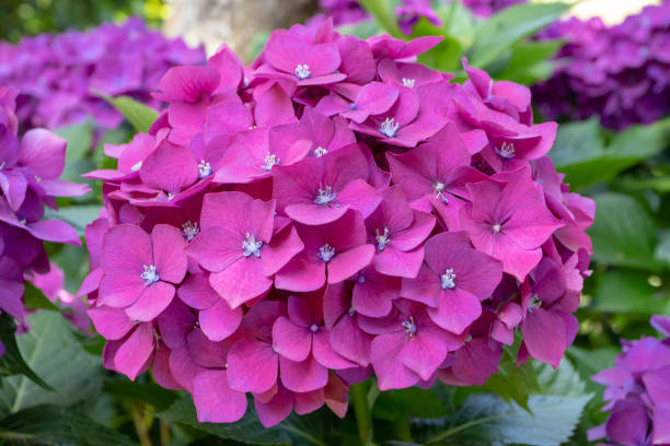 istock Hydrangea macrophylla bright purple flower head closeup. 2165140690