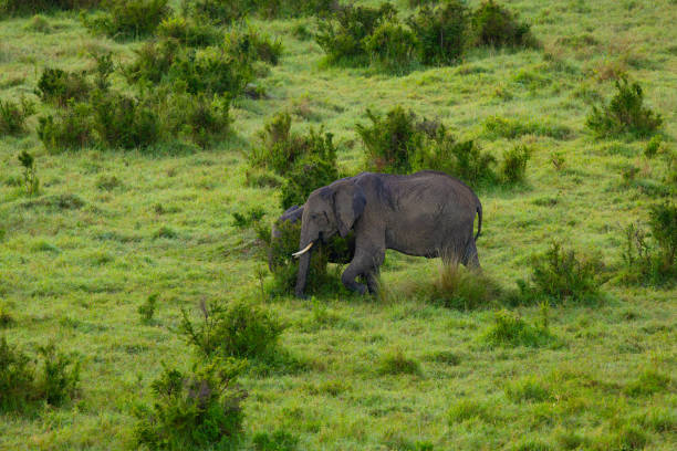 istock African elephant in Masai Mara 2165140745