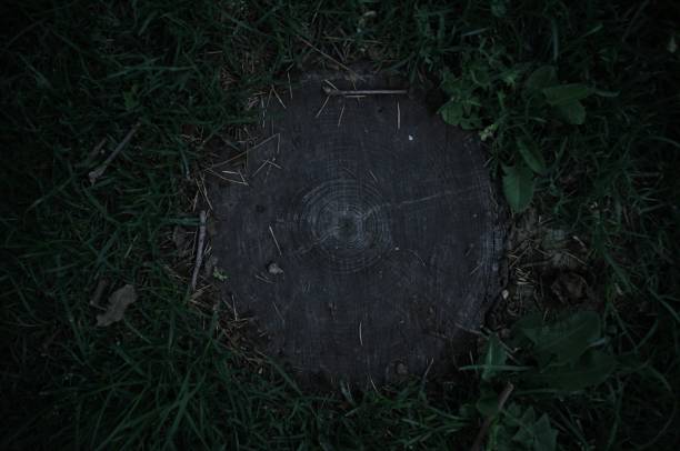 Photo of a tree stump with perfect lines, that looks like an eye.