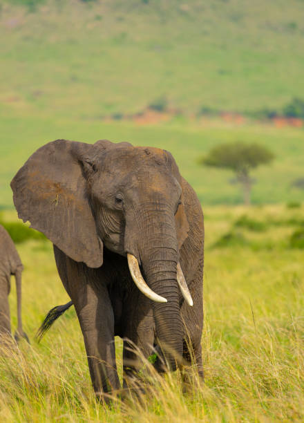 istock Female African Bush or Savanna Elephant 2165140761
