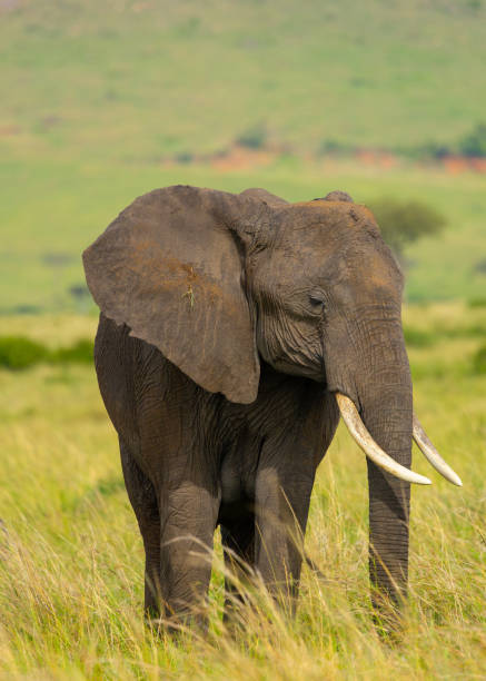 istock Female African Bush or Savanna Elephant 2165140766