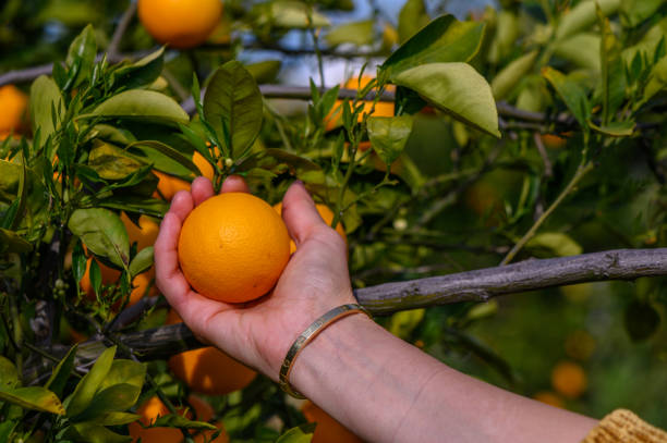 istock Woman picking orange from tree 2165141181