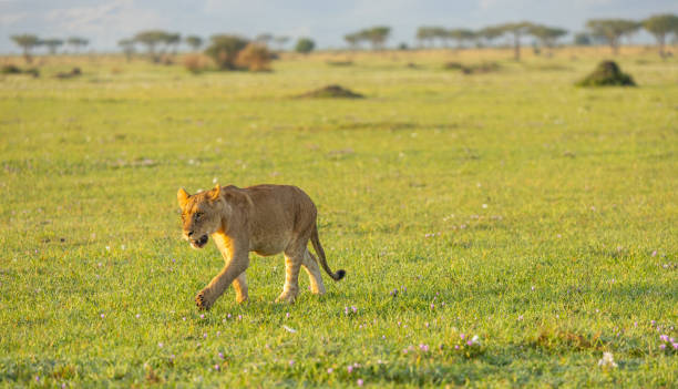 istock Lion cub walking in the Serengeti 2165142305