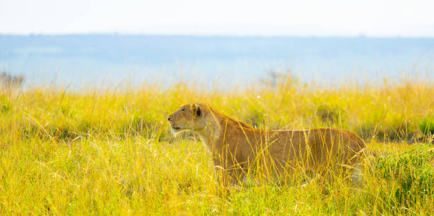 Lioness stalking prey in tall yellow grass. Masai Mara Game Reserve, Kenya.