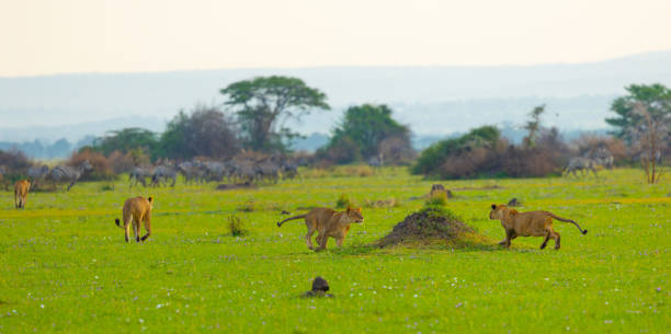 istock Playful lionesses in the Serengeti 2165144110