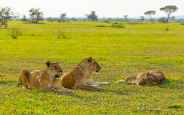 istock Lionesses resting in the Serengeti 2165144113