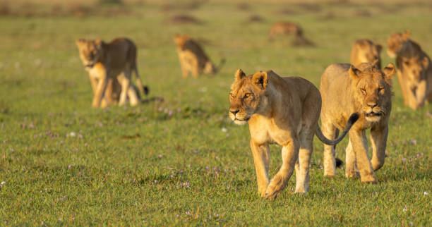 Lion pride walking in the morning
