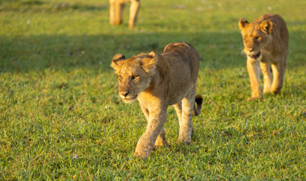 istock Lion cubs walking in the morning 2165144818