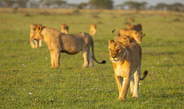 istock Lion pride walking in the morning 2165144819