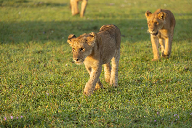 istock Lion cubs walking in the morning 2165144820