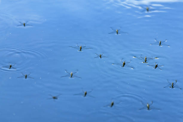 istock delicate ecosystem where water striders glide effortlessly on the surface of the water, showcasing nature's harmony and the beauty of fluid dynamics in motion 2165145132