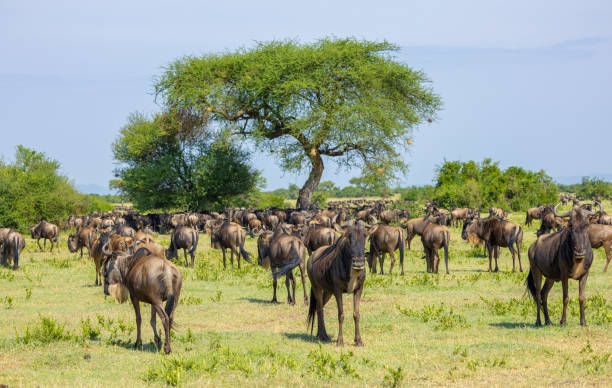 istock Blue wildebeest migrating in the Serengeti 2165145134