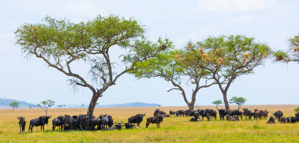 istock Blue wildebeests resting in an acacia tree shade 2165145148