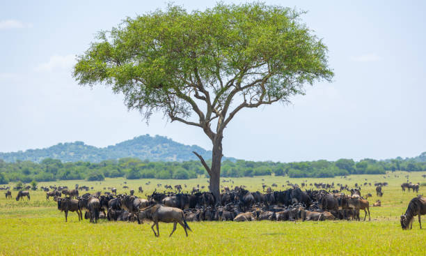 istock Blue wildebeests resting in an acacia tree shade 2165145150