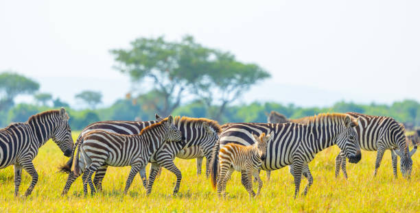 istock Plains zebra herd with a foal in the Serengeti 2165145963