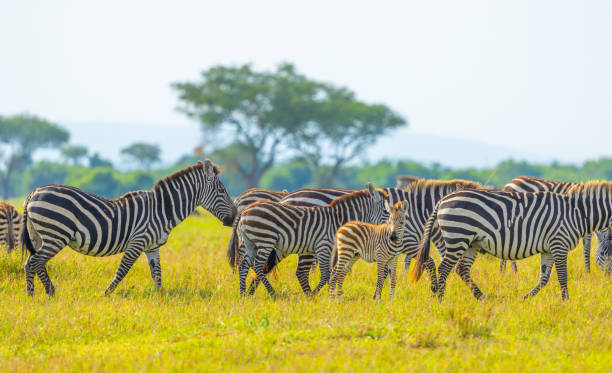 istock Plains zebra herd with a foal in the Serengeti 2165145965