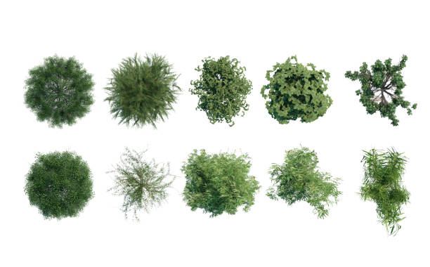 istock tree top view plant landscape architecture nature garden aerial render. 2165146827