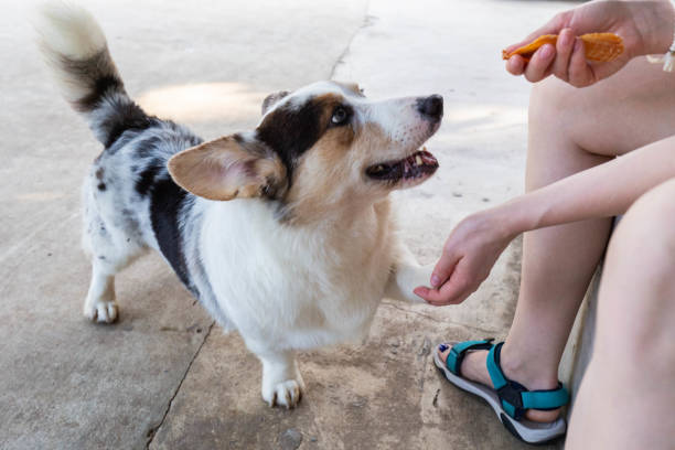 istock Cute dog outside 2165147257