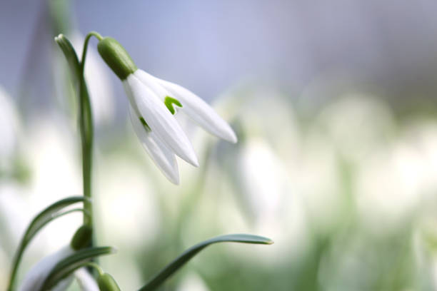 istock white snowdrops blown by the wind and with blue sky 2165147842