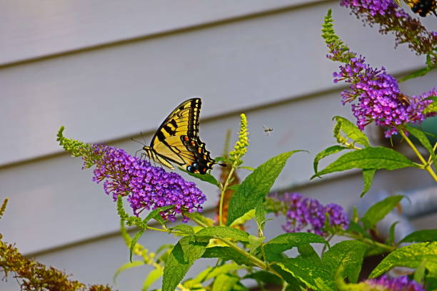 istock A Swallowtail Has A Small Follower 2165147878