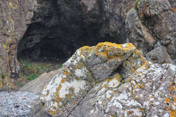 istock Turnberry beach rocks and flowers. 2165150312