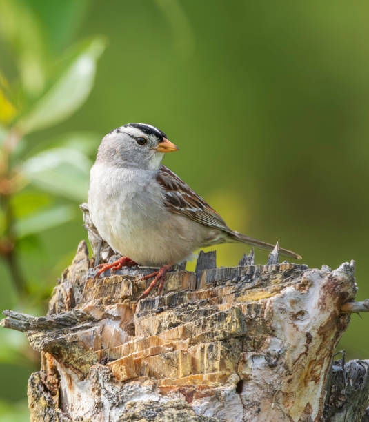 istock Male White-crowned Sparrow Posing on a Stump 2165151382