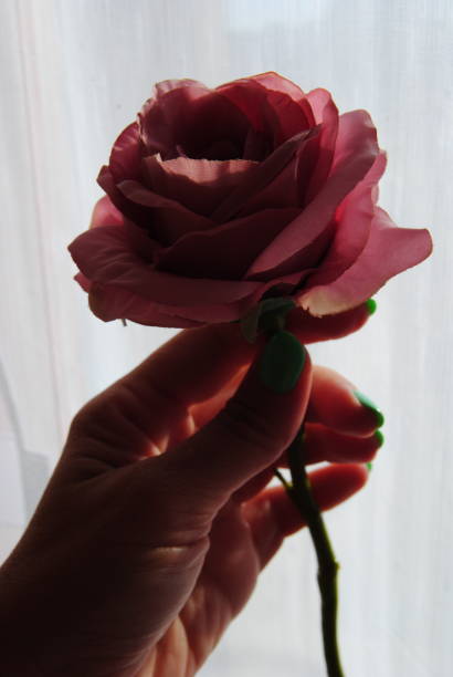 istock Pink rose in the hand 2165152682