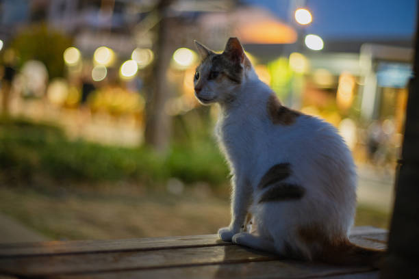 View of a cute yellow / white stray cat watching around carefully at night. Urla, Izmir, Turkey