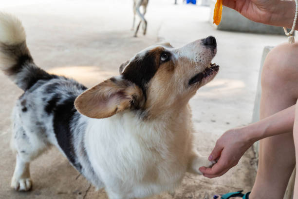 istock Cute dog outside 2165152894