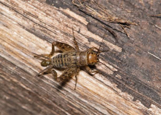 istock Mormon ground cricket Neonemobius mormonius insect. 2165153399