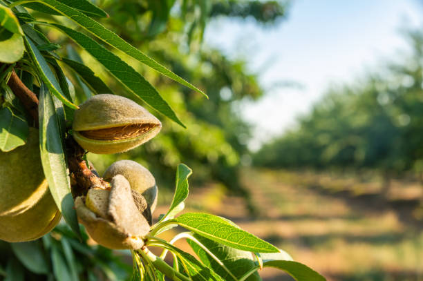 The Evolution of the Fruit: Almonds in Their Husk Drying on the Tree.