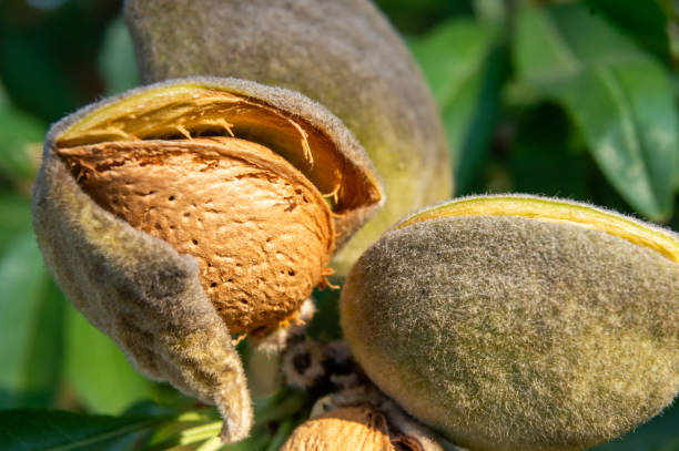istock Natural Details: Almond in its Dry Husk Revealing the Shell. 2165153711