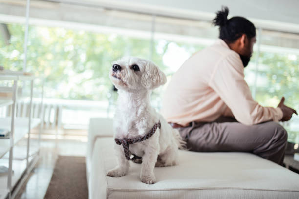 istock Cute Dog Sitting On Sofa With Owner In Bright Room 2165154369