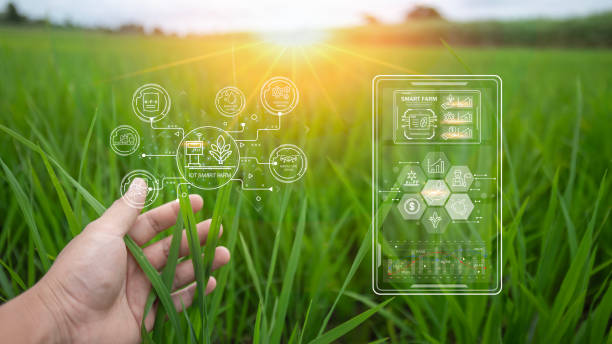 istock A farmer is examining rice plants with high fertility using smart farming and IoT technology diagram of the plant growth cycle 2165158519