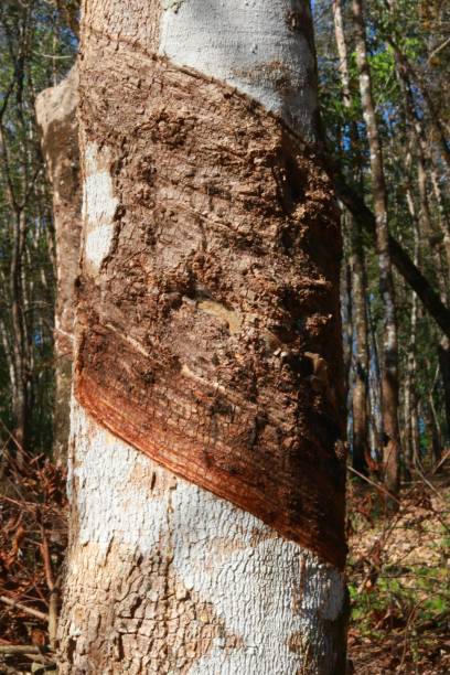 istock Latex extracted from the rubber tree stem through an incision or grooves. 2165158704