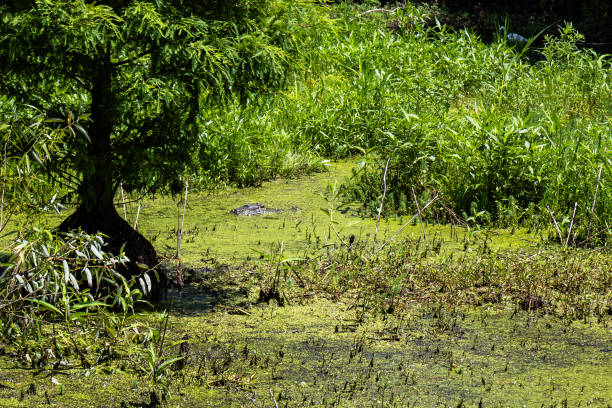 Alligator Head Camouflaged in Green Swamp Water