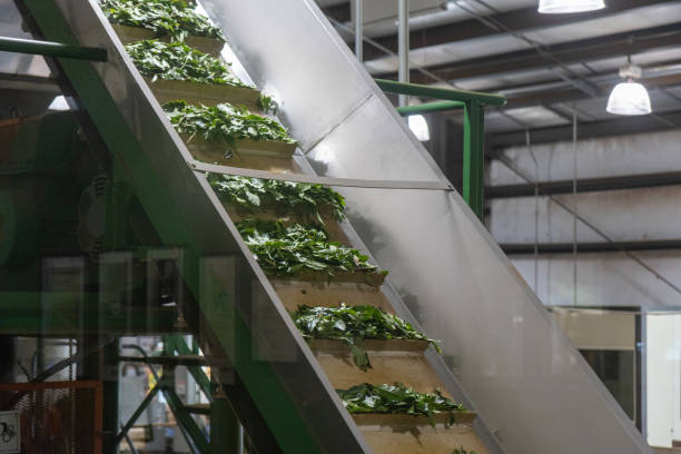Tea Leaves Being Processed by Machinery for Tea Bag Production