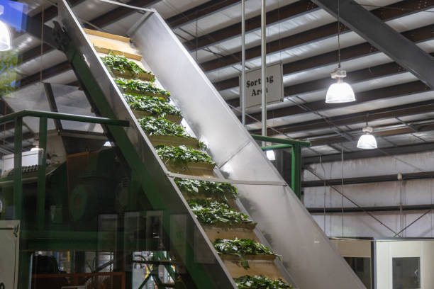 istock Tea Leaves Being Processed by Machinery for Tea Bag Production 2165161402