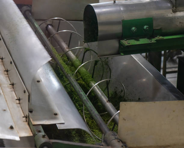 istock Tea Leaves Being Processed by Machinery for Tea Bag Production 2165161403