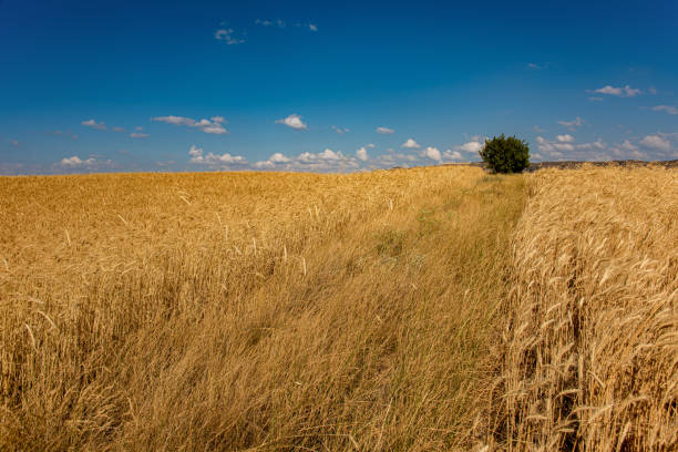 Field of wheat