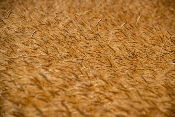 Ears of wheat