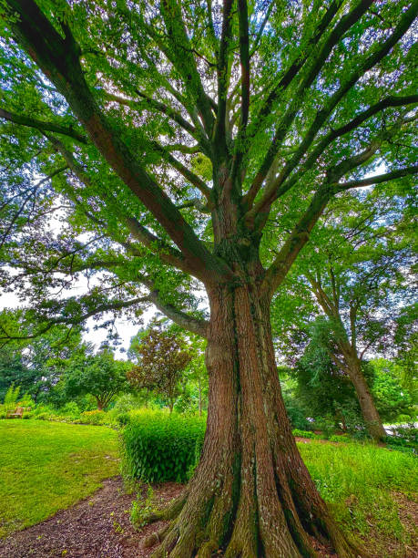 istock Japanese Garden 2165163053