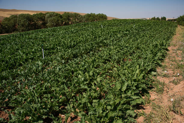 Sugar beet field and irrigation fountain