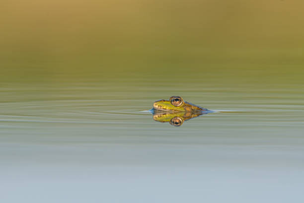 istock Edible Frog (Pelophylax kl. esculentus) motionless on the water surface. 2165165988
