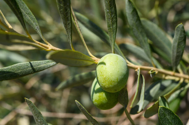 istock Olive, garden, green, olive tree, couple olives 2165167397