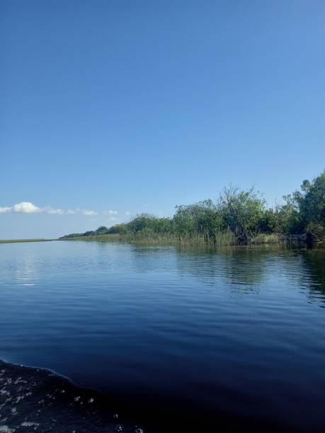 istock Water in swamp 2165168389